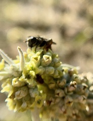 Asemosyrphus mexicanus