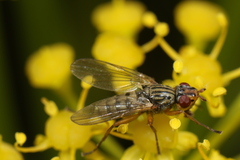 Dorycera judea