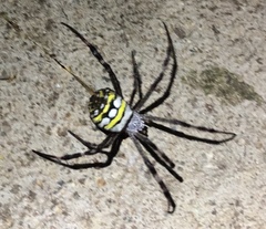 Argiope picta