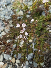 Veronica decora