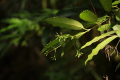 Derris trifoliata