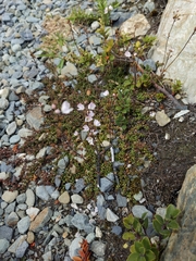 Veronica decora