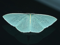 Chlorocoma melocrossa