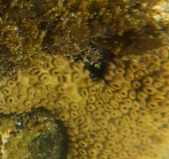Palythoa caribaeorum