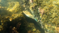 Sphoeroides spengleri