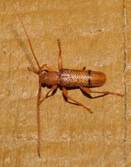 Xuthodes punctipennis