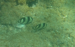 Chaetodon striatus