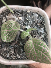 Fittonia albivenis