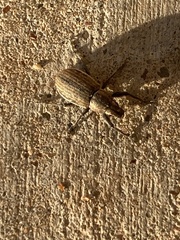 Naupactus