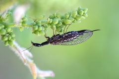 Raphidia