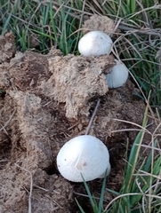 Panaeolus