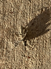 Naupactus
