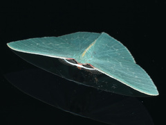 Chlorocoma melocrossa