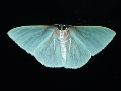 Chlorocoma melocrossa