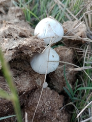 Panaeolus