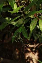 Derris trifoliata