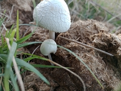 Panaeolus