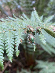 Diphucephala