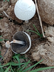 Panaeolus