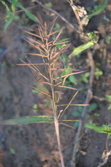 Paspalum repens