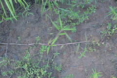 Paspalum repens