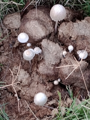 Panaeolus