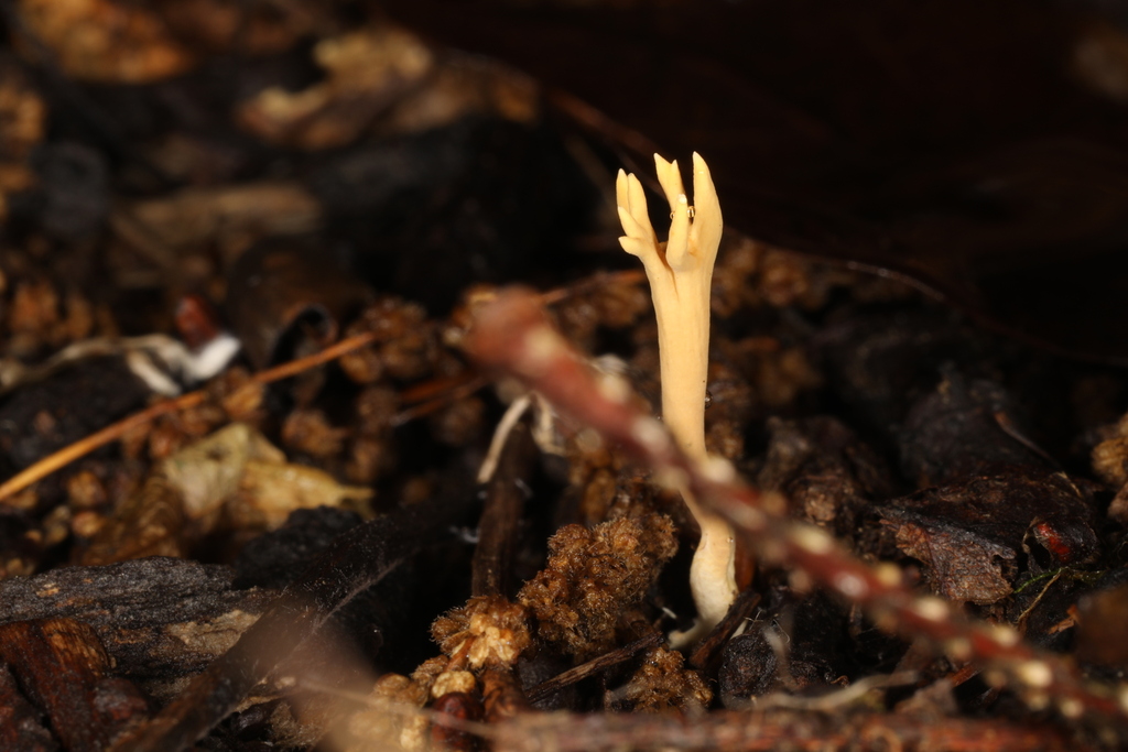 Phaeoclavulina sp. 'IN02'