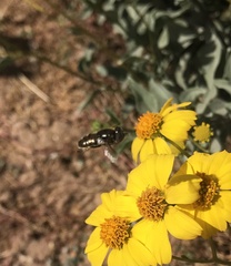 Copestylum mexicanum