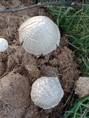 Panaeolus