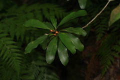 Derris trifoliata