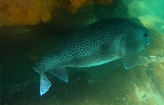 Chilomycterus reticulatus