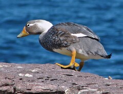 Tachyeres leucocephalus