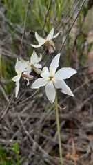 Leucocoryne talinensis