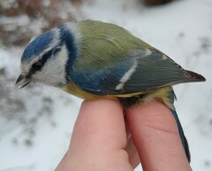 Cyanistes caeruleus caeruleus