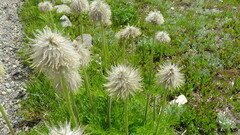 Pulsatilla