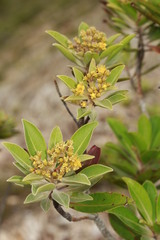 Derris trifoliata