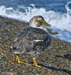 Tachyeres leucocephalus