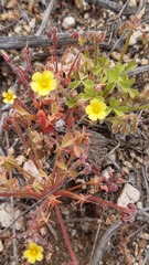 Oxalis laxa