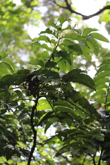 Derris trifoliata