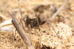 Alopecosa albofasciata