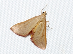 Endotricha pyrosalis