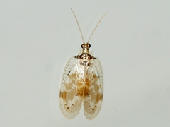 Carobius pulchellus