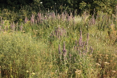 Stachys germanica
