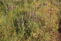 Stachys germanica
