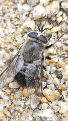 Sixtomyia grisea