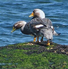 Tachyeres leucocephalus