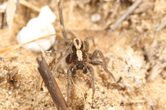 Alopecosa albofasciata