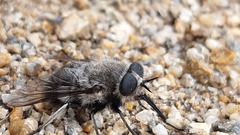 Sixtomyia grisea