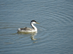 Aechmophorus clarkii