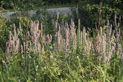 Stachys germanica